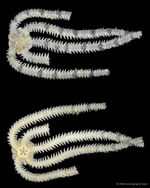 Ophiocentrus sp. "757b19e8" • © CMBS photography team • All Rights Reserved