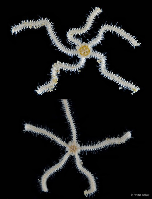 Ophionephthys sp. "JS-0962" • © Arthur Anker • All Rights Reserved