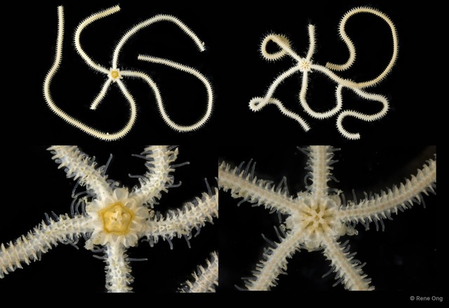 Ophionephthys sp. "SEA-3494" • © Rene Ong • All Rights Reserved