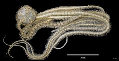 Ophiactidae sp. "IP0148"