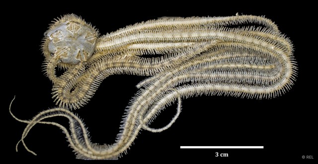 Ophiactidae sp. "IP0148" • © REL • All Rights Reserved