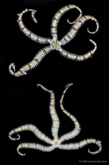 Ophiactidae sp. "SS-0481" • © CMBS photography team • All Rights Reserved