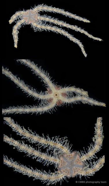 Ophiactis sp. "757b19e5" • © CMBS photography team • All Rights Reserved