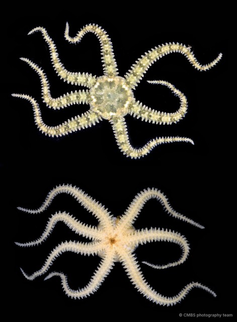 Ophiactis sp. "cf. savignyi" • © CMBS photography team • All Rights Reserved