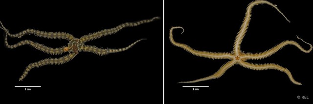 Ophiactis sp. "IP0207" • © REL • All Rights Reserved