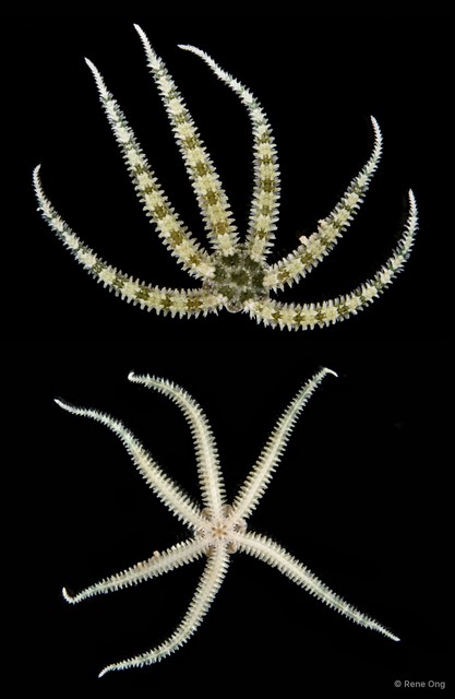 Ophiactis sp. "RF5-011" • © Rene Ong • All Rights Reserved