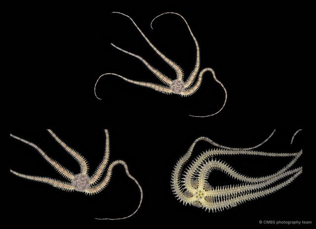 Ophiactis delagoa • © CMBS photography team • All Rights Reserved