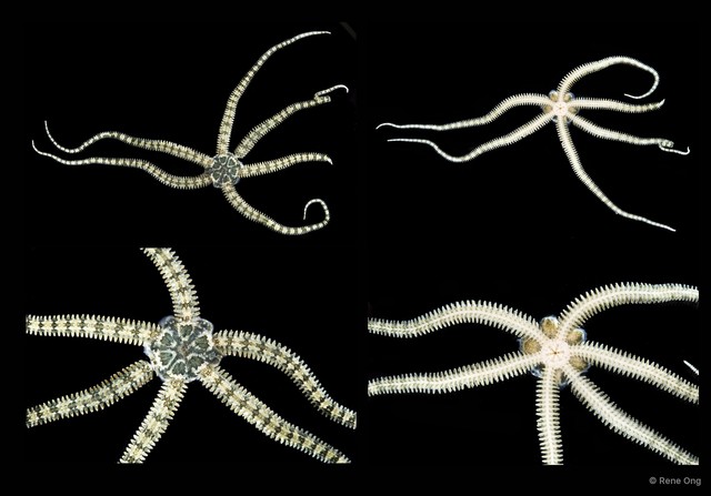 Ophiactis savignyi