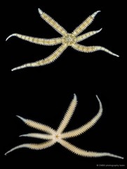 Ophiactis savignyi • © CMBS photography team • All Rights Reserved