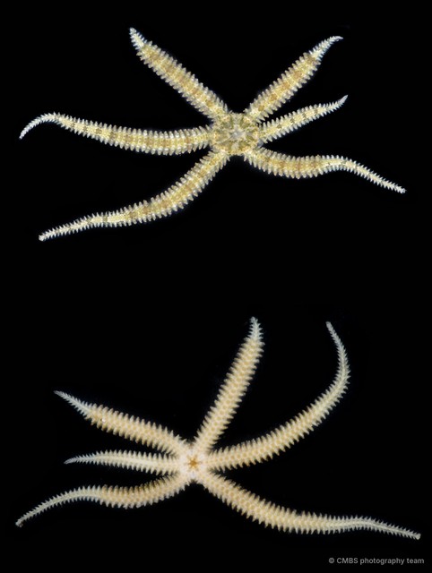 Ophiactis savignyi