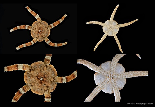 Ophiolepis nodosa • © CMBS photography team • All Rights Reserved