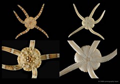 Ophiolepis nodosa • © CMBS photography team • All Rights Reserved