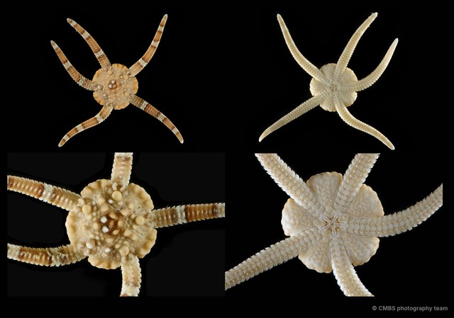 Ophiolepis nodosa