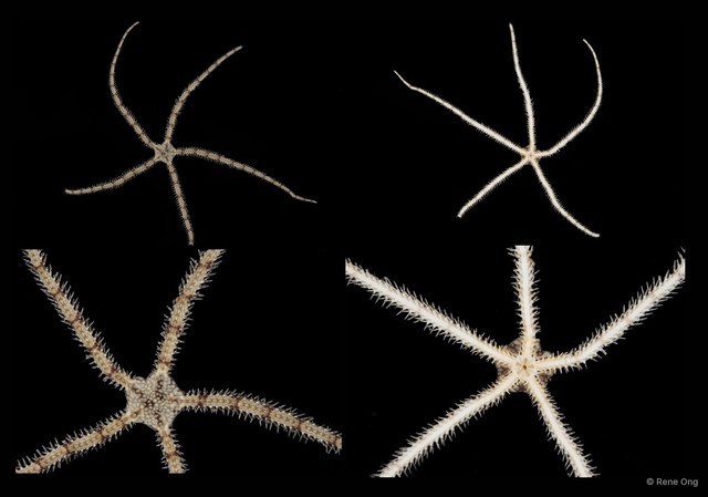 Ophionereis sp. "SEA-0600" • © Rene Ong • All Rights Reserved