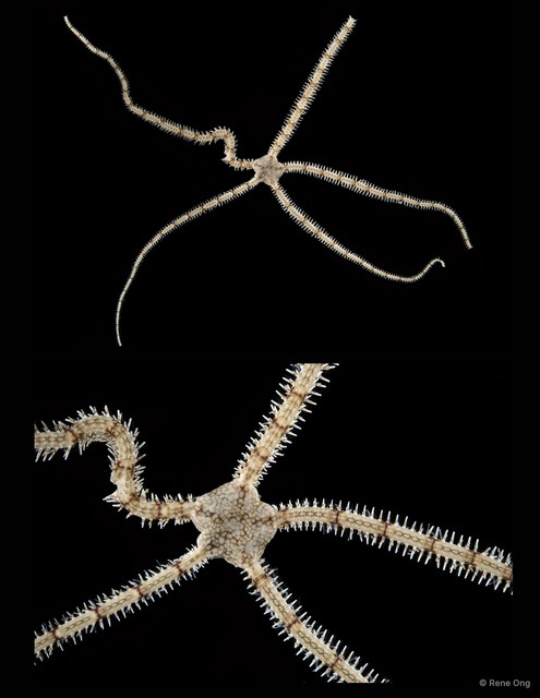Ophionereis sp. "SEA-1567" • © Rene Ong • All Rights Reserved