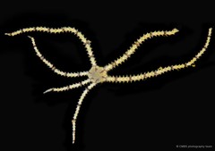 Ophionereis dubia (Müller & Troschel, 1842)