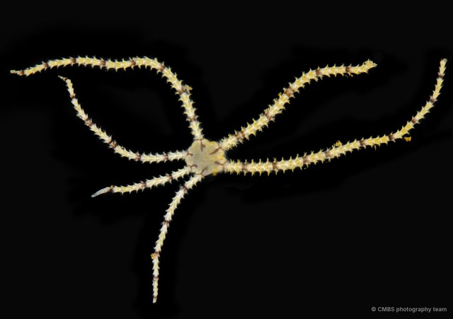 Ophionereis dubia • © CMBS photography team • All Rights Reserved