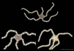 Ophiopsila sp. "JS-0459"
