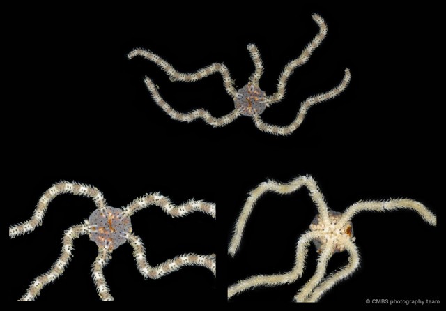 Ophiopsila sp. "JS-0459" • © CMBS photography team • All Rights Reserved
