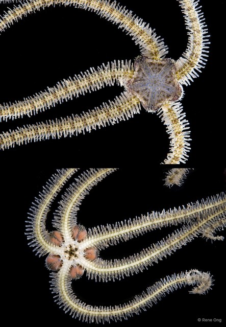 Ophiotrichidae sp. "1" • © Rene Ong • All Rights Reserved