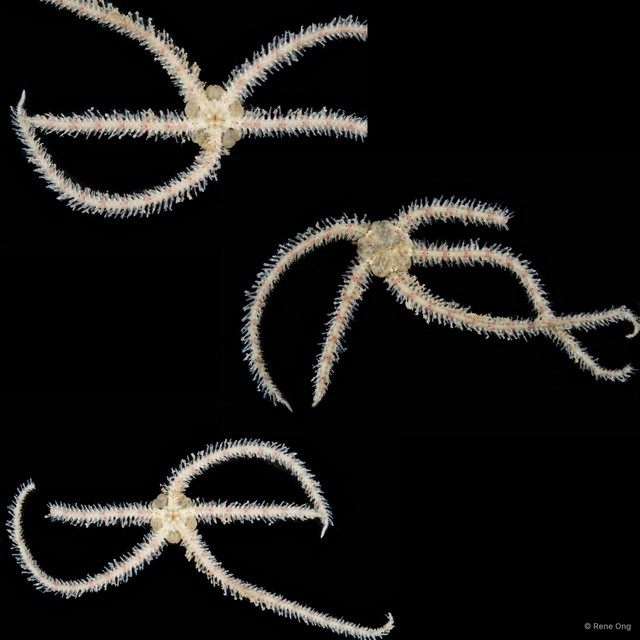 Ophiotrichidae sp. "3" • © Rene Ong • All Rights Reserved