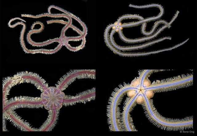 Macrophiothrix sp. "cf. nereidina"