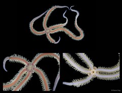 Macrophiothrix sp. "cf. nereidina" • © Rene Ong • All Rights Reserved
