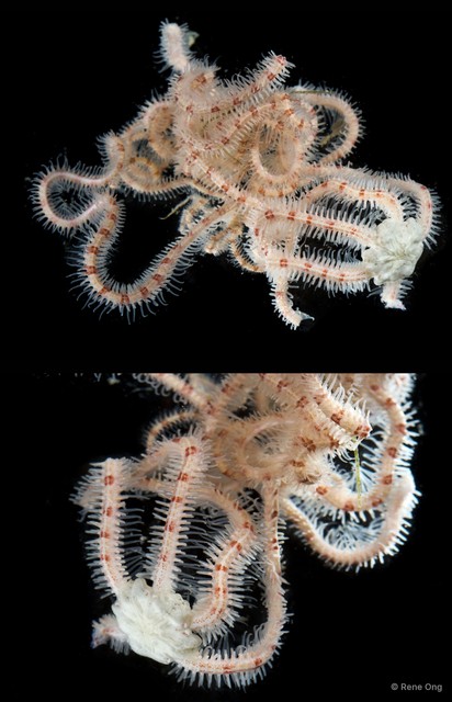 Macrophiothrix sp. "cf. SEA-1005" • © Rene Ong • All Rights Reserved