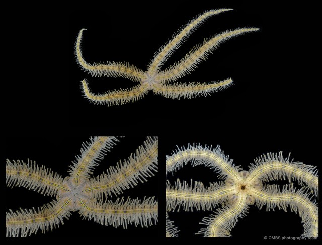 Macrophiothrix sp. "JS-0431" • © CMBS photography team • All Rights Reserved