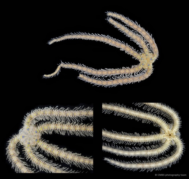 Macrophiothrix sp. "JS-2138" • © CMBS photography team • All Rights Reserved