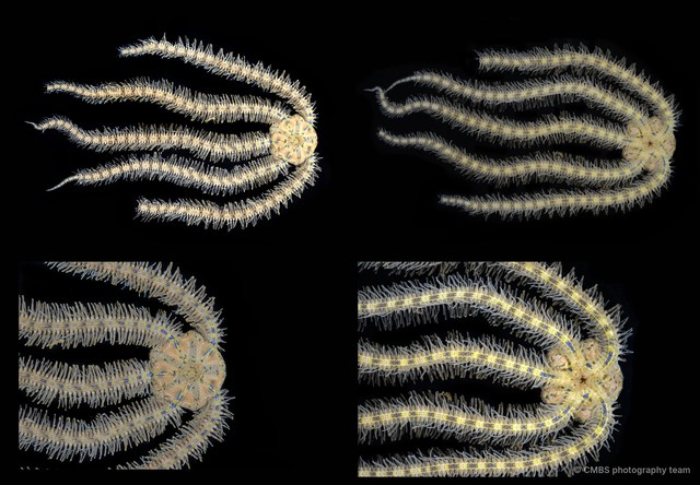 Macrophiothrix sp. "JS-2139" • © CMBS photography team • All Rights Reserved