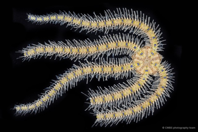 Macrophiothrix sp. "JS-2782" • © CMBS photography team • All Rights Reserved