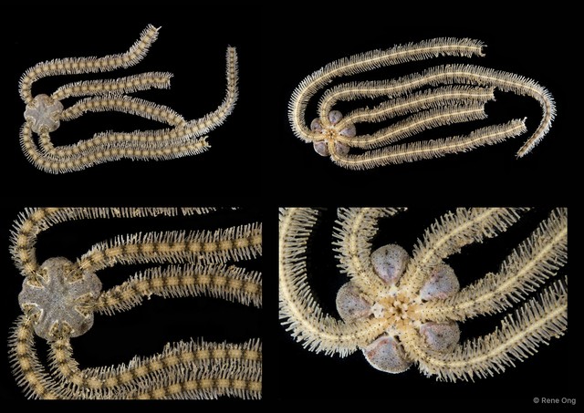 Macrophiothrix sp. "SEA-2262" • © Rene Ong • All Rights Reserved