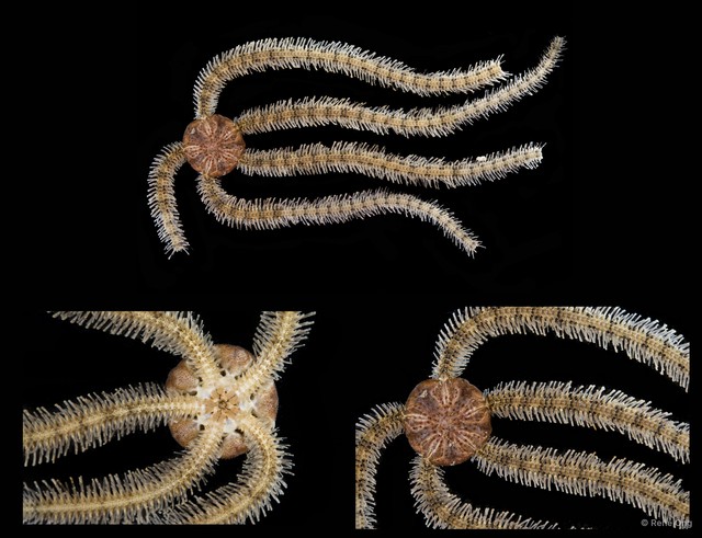 Macrophiothrix sp. "SEA-2265" • © Rene Ong • All Rights Reserved