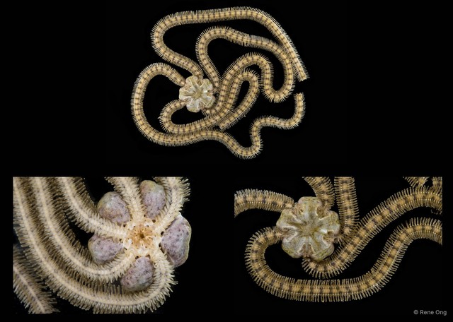 Macrophiothrix sp. "SEA-2622" • © Rene Ong • All Rights Reserved