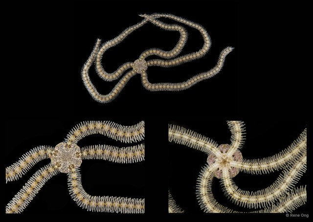 Macrophiothrix sp. "SEA-2997" • © Rene Ong • All Rights Reserved