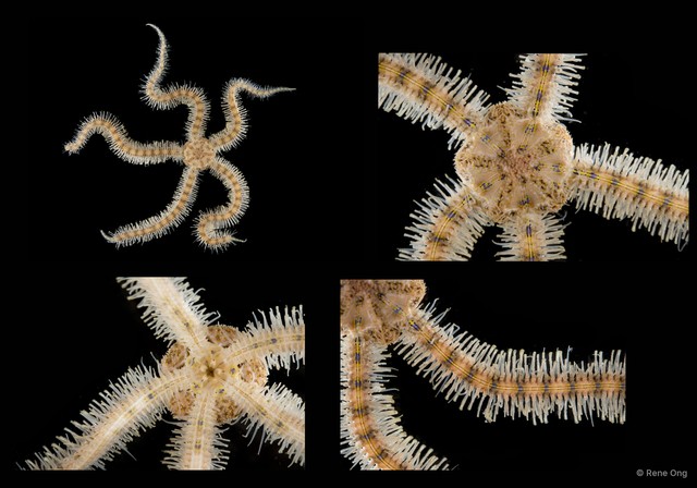Macrophiothrix sp. "SEA-4396" • © Rene Ong • All Rights Reserved