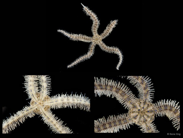 Macrophiothrix sp. "SEA-4406" • © Rene Ong • All Rights Reserved