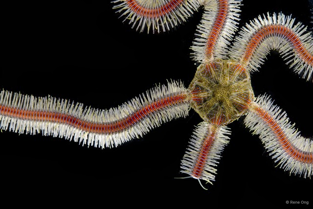 Macrophiothrix sp. "SUB-0766" • © Rene Ong • All Rights Reserved