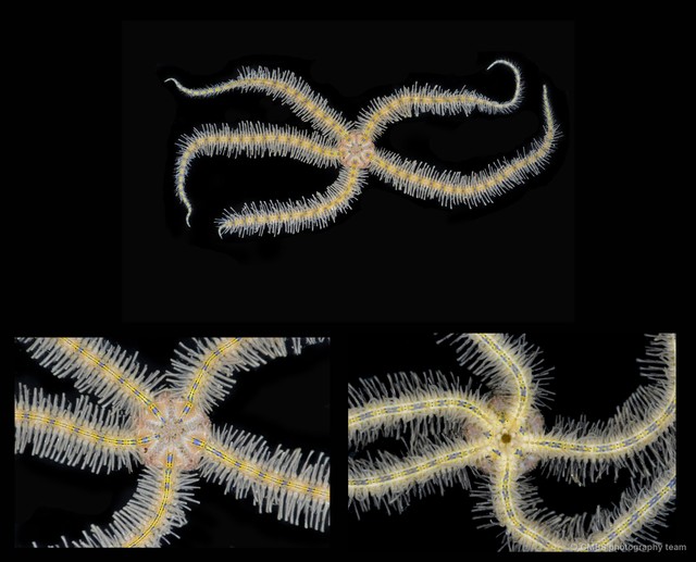 Macrophiothrix hybrida • © CMBS photography team • All Rights Reserved