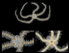 Macrophiothrix lineocaerulea • © CMBS photography team • All Rights Reserved