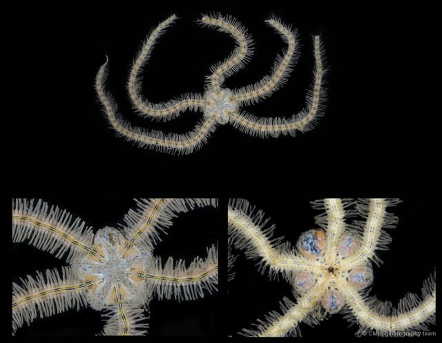Macrophiothrix lineocaerulea
