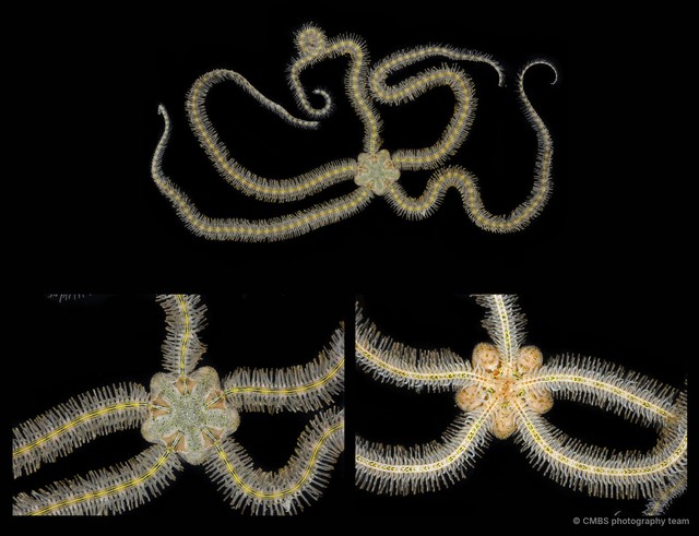 Macrophiothrix lineocaerulea