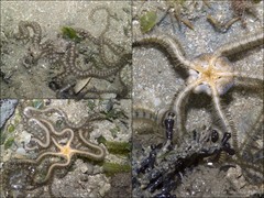 Macrophiothrix longipeda • © Ria Tan • All Rights Reserved