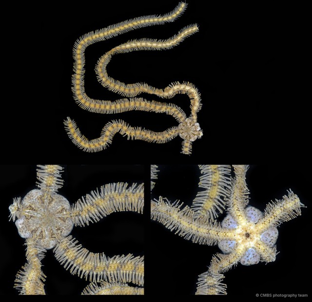 Macrophiothrix longipeda