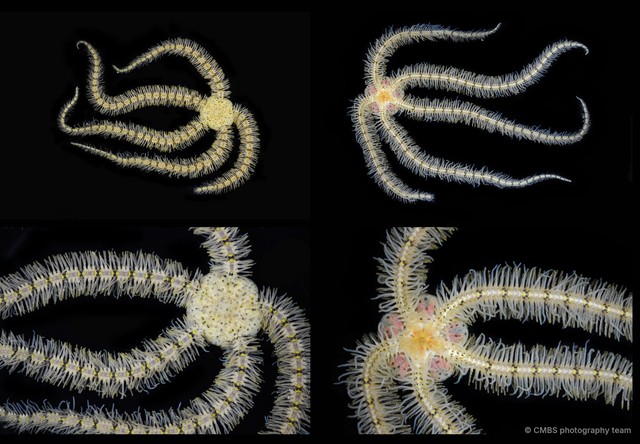 Macrophiothrix lorioli • © CMBS photography team • All Rights Reserved