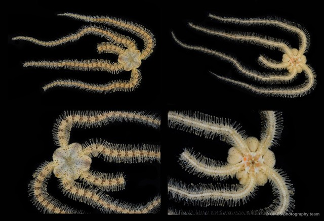 Macrophiothrix robillardi • © CMBS photography team • All Rights Reserved
