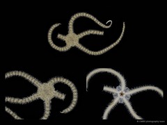 Ophiocnemis marmorata • © CMBS photography team • All Rights Reserved