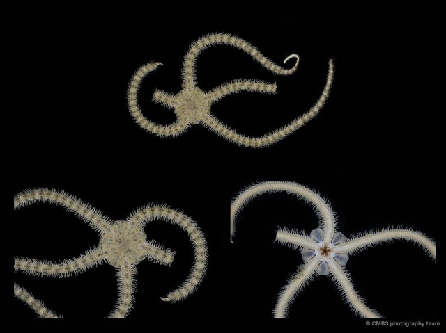 Ophiocnemis marmorata • © CMBS photography team • All Rights Reserved