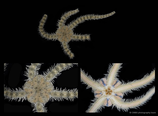 Ophiocnemis marmorata